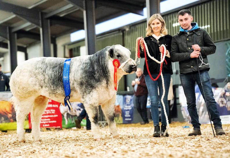 2025 Beef Year: €2500 weanlings, Storm Éowyn, Mercosur, midges and much more