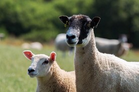 Sheep Management: early lambing ewes and SIS scanning records 