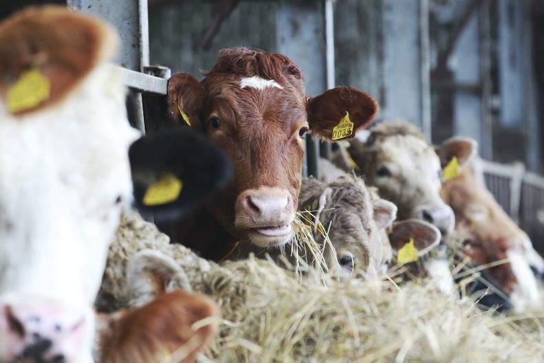 Unusual tetany case highlights silage risks