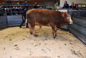 Beef scheme keeps kill up in December