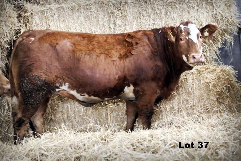 Watch: Herbie's heifers hit €7,800 in Carrigallen