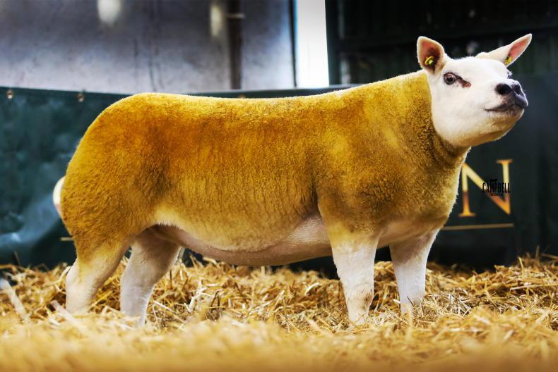 In pictures: northeast Texel sale sees hoggets hit €6,400 in Carnaross