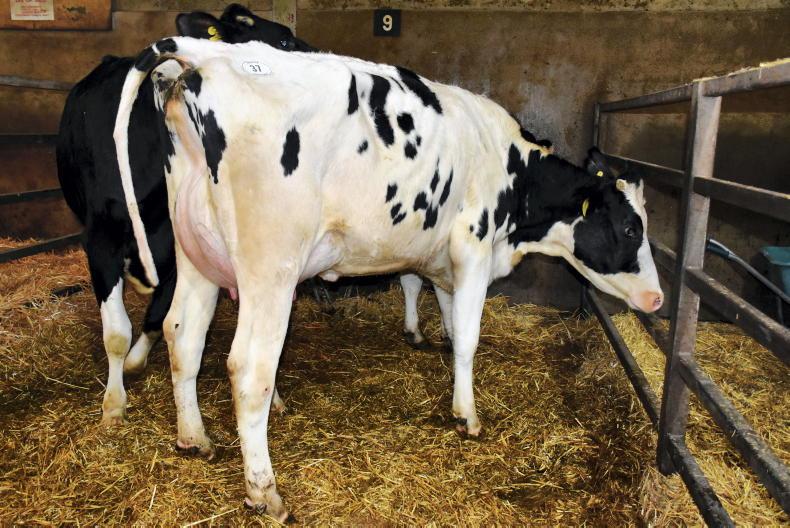Robust demand at Dungannon dairy sale