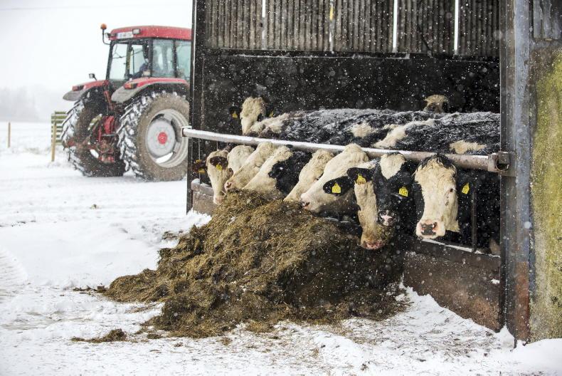 Dairy Management: looking after stock in the cold spell