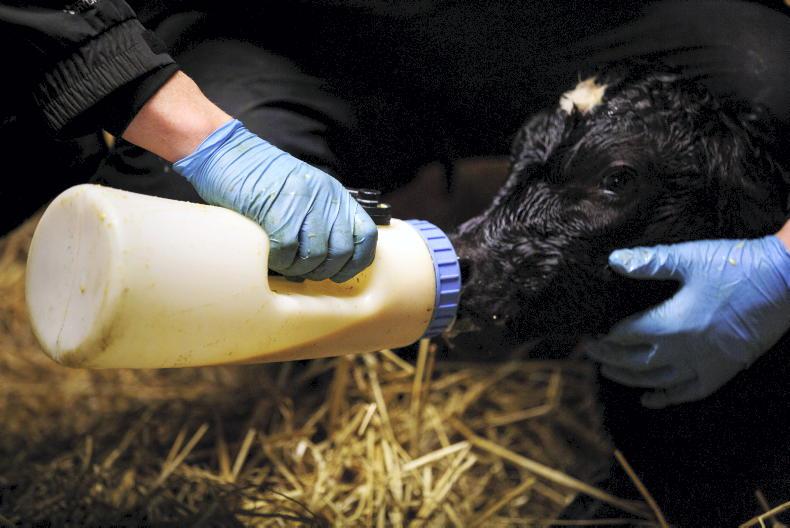 Building good habits before calving begins