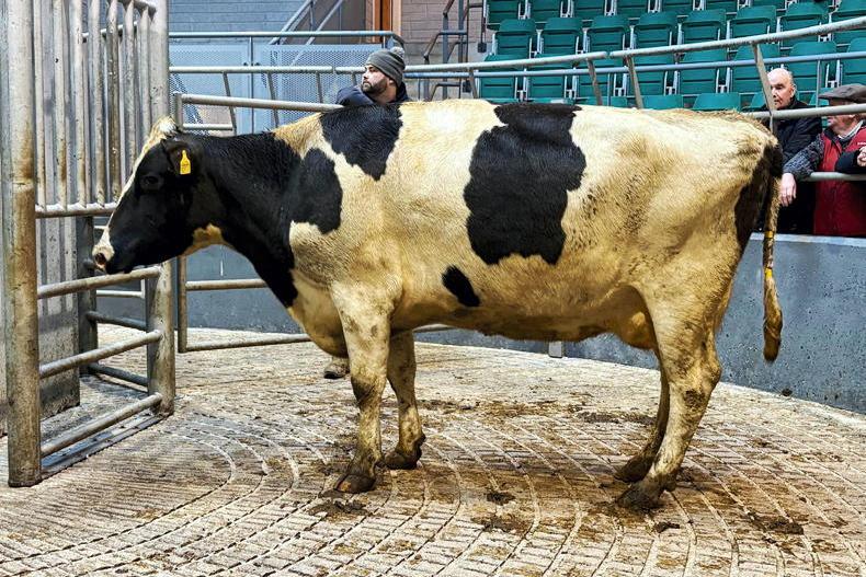 Camera at the Mart: positive start to sales in Corrin