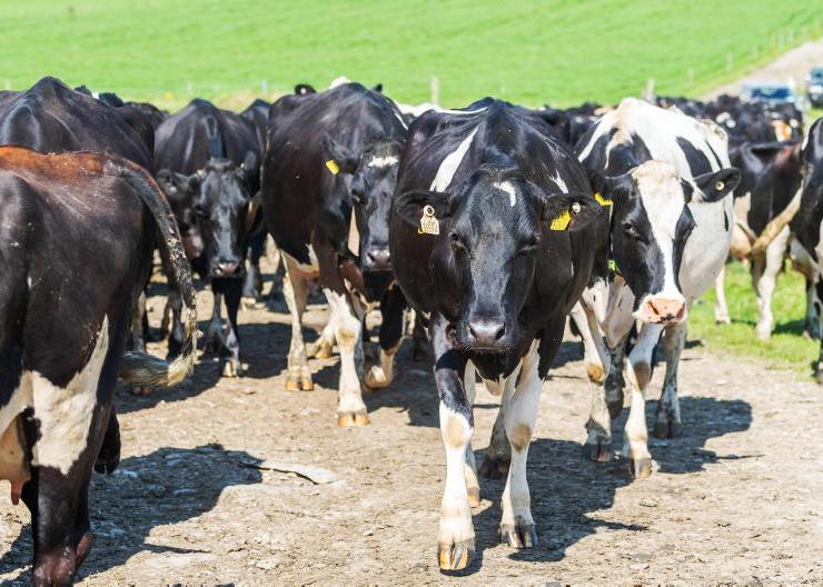 The Home Farm:  not a typical beef year