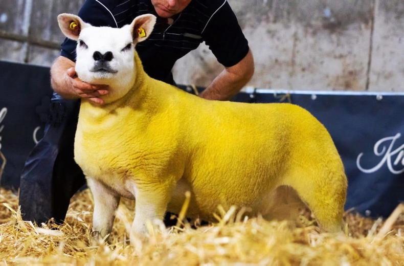 Knockhill Irresistible sets new Irish ewe lamb record 