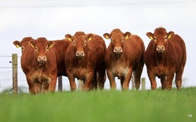 Cattle breed societies speak out against Mercosur deal