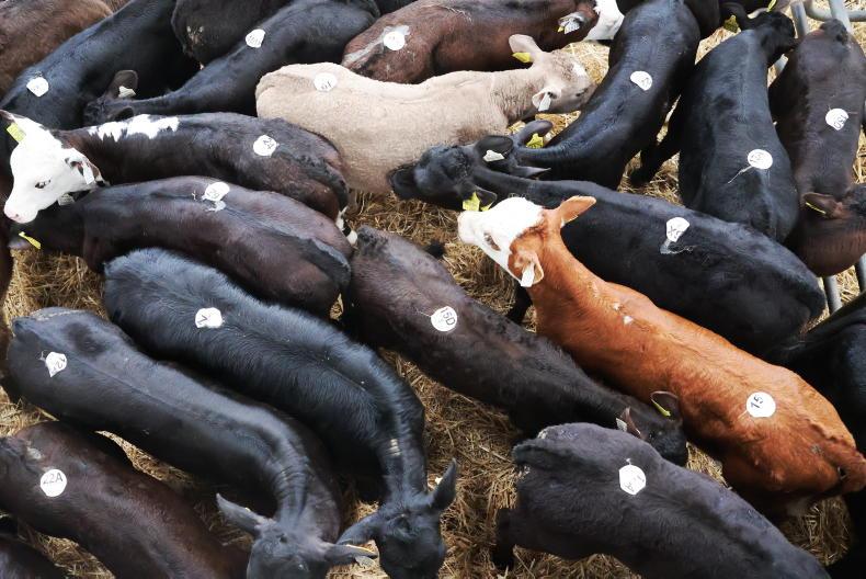 Farmer Writes: the great beef reset of 2025                         