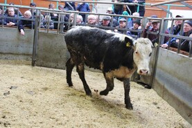 Ballymena Mart cancels store cattle sale