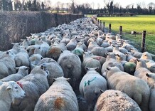 Tullamore Farm update: ewes scan at 1.88 lambs per ewe joined