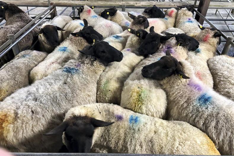 Camera at the Mart: cull ewes hit €250/head in Tuam