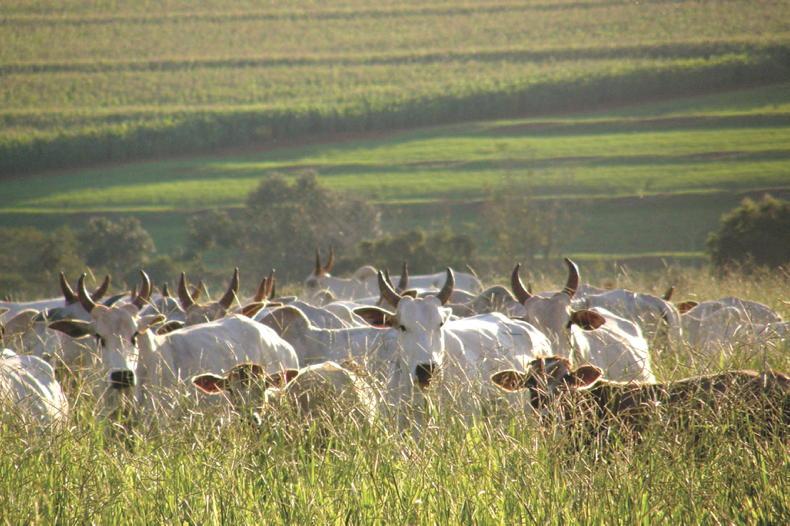 Irish Government 'marked absent on Mercosur' – ICMSA 