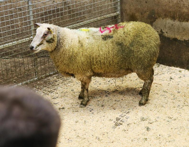 Camera at the Mart: breeding sheep keenly sought in Clogher