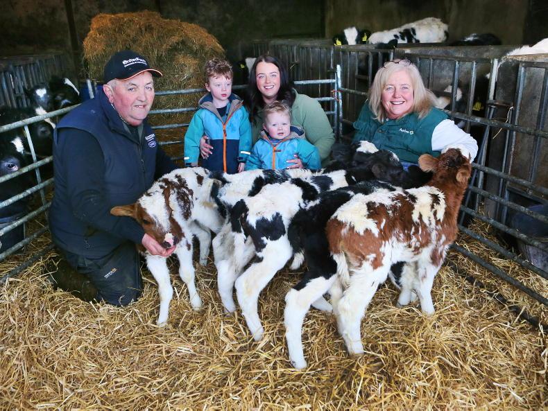 Tyrone cow equals world record with five calves