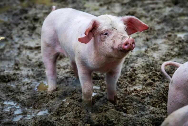 Pigs supply set to drop in 2026