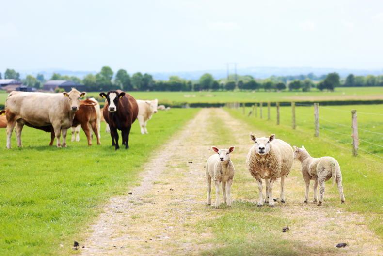 Decline in UK cattle and sheep numbers