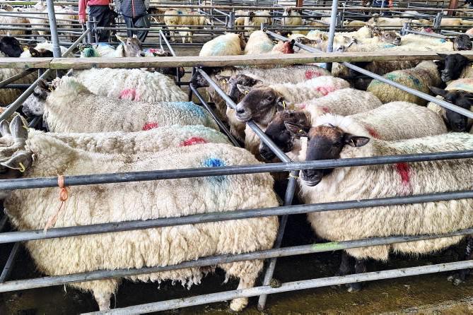 Sheep Management: marketing cull ewes, carcase weights and SIS reference number