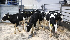 10% drop in calf exports expected this year