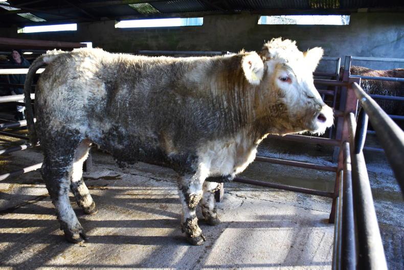 Northern View: cattle trade steady into the new year