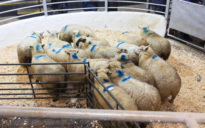 Sheep mart prices: west-east price divide remains
