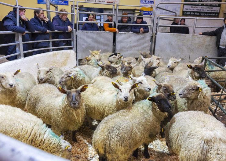 Sheep kill fell by almost 415,000 head in 2025