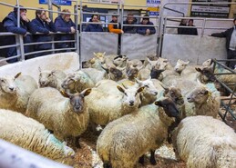 Sheep kill fell by almost 415,000 head in 2025
