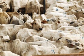 Full disclosure on Brazilian beef with illegal hormone needed – IFA