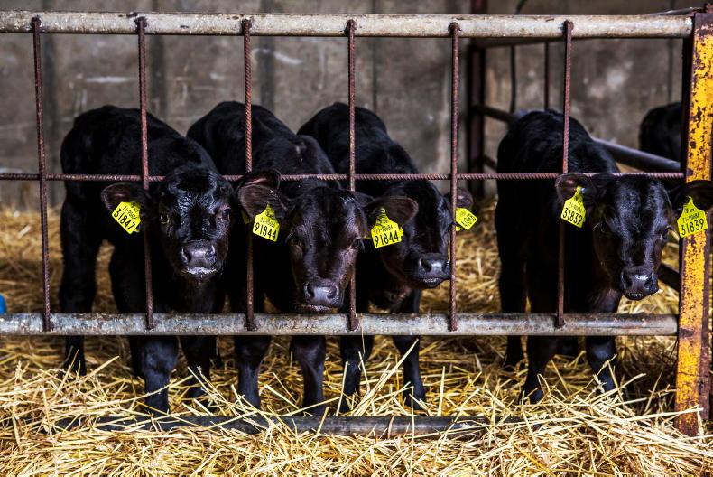 Beef Management: young bulls, purchasing dairy beef calves and tagging