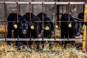 Beef Management: young bulls, purchasing dairy beef calves and tagging