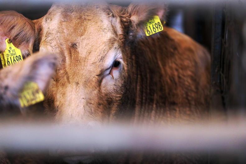 Watch: top third of cows average €4.19/kg in Roscrea fatstock