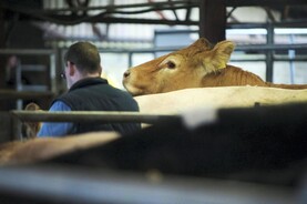 Marts cancel Saturday sales in solidarity with Athlone protest 