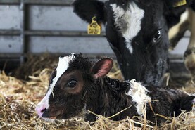 Agri jobs: dairy farm workers in demand