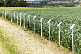 Stick to the varieties on the recommended lists