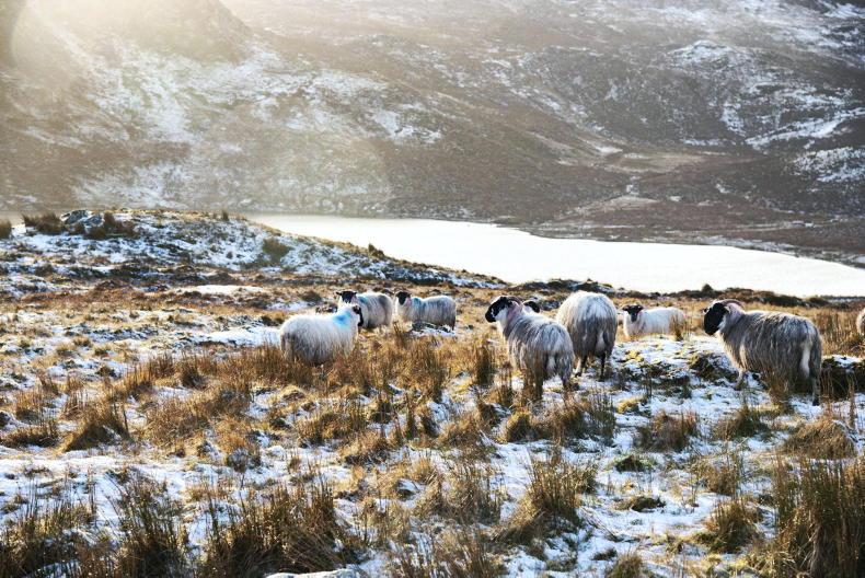 In Pictures: the week Irish farms were hit by Arctic cold temperatures