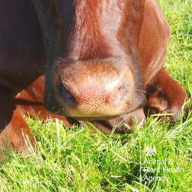 Further bluetongue cases in England