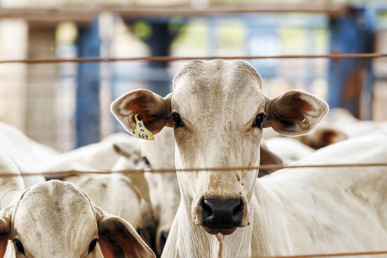 Farm organisations welcome Government no vote against Mercosur