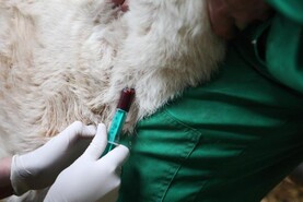 DAERA to partially pay for pre-movement bluetongue testing 