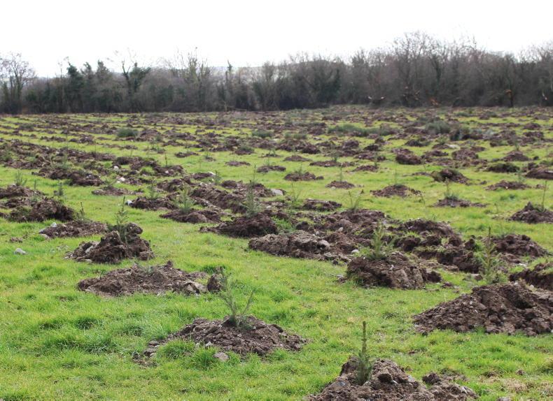 Planting in 2025 highest in five years 