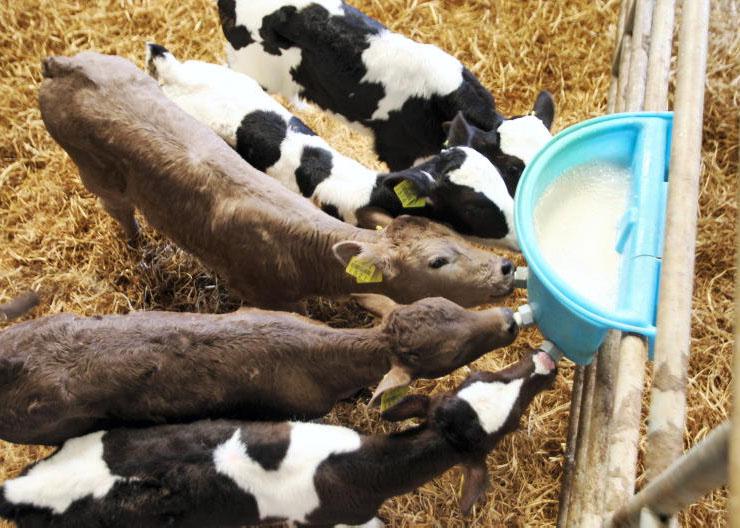 No big reduction in milk replacer costs