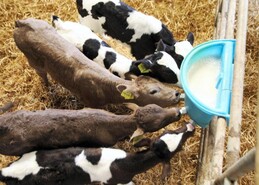 No big reduction in milk replacer costs