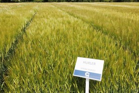 12 spring barley varieties to choose from on recommended lists
