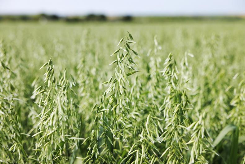 Solid oat varieties on 2026 list