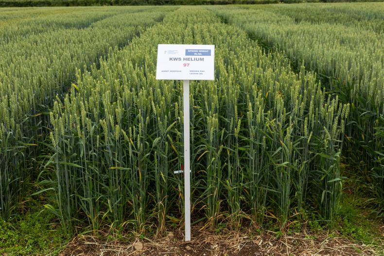 Spring wheat varieties down to two