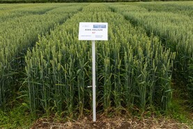 Spring wheat varieties down to two