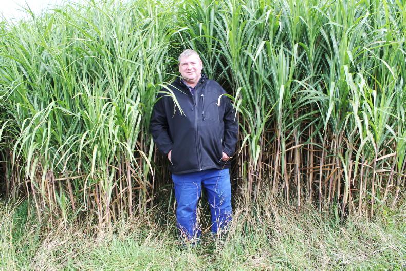 Why this German farmer made a switch from cattle to miscanthus