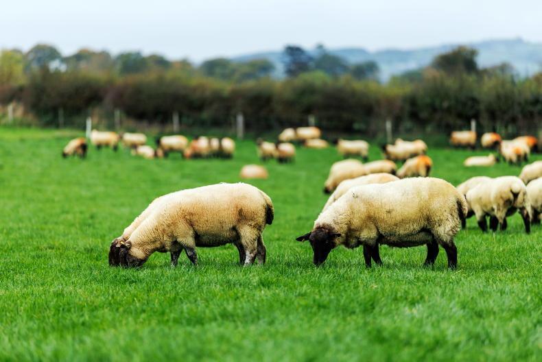 €9.75/kg for lamb not expected to halt EU's sheep decline