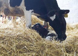Action plan aims to cut BVD-positive animals