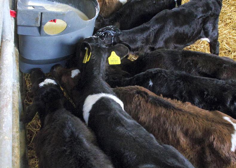 A new calving season is set to begin
